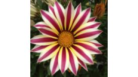 The Secret Garden Centre