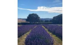 English Hampshire Lavender Ltd