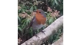 Cilshafe Garden Design