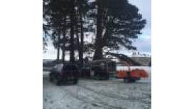 S.B. Trees & Landscapes