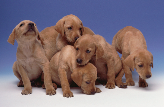 The Dog Day Care Centre