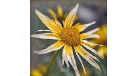 Arnica Counselling