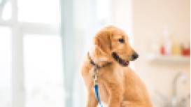 Birch Veterinary Centre