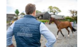 Stringer Equine Veterinary Practice