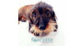 Foxcotte Veterinary Group