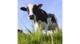 The Kingston Veterinary Group