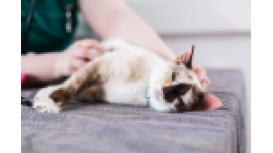 Letchworth Veterinary Centre