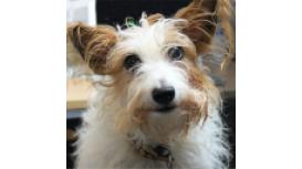 Scruffy Dog Media Ltd