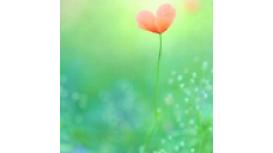 Yoga In The New Forest