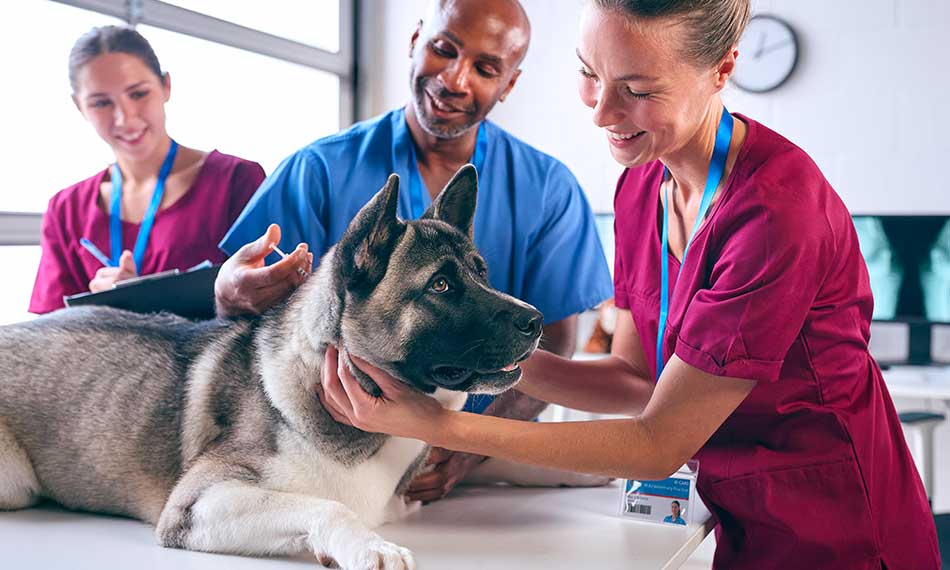 Veterinary Care Referrals