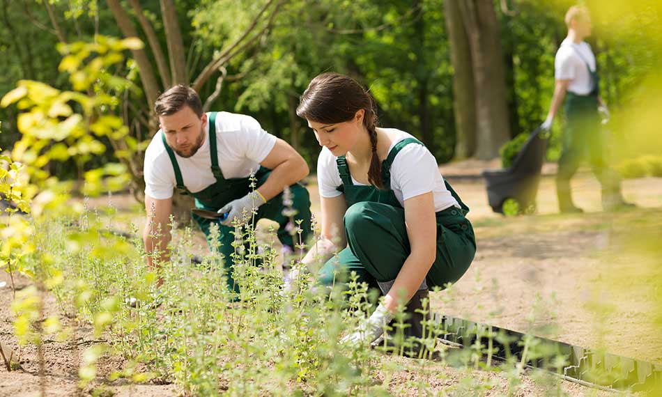 Weeding and Plant Care