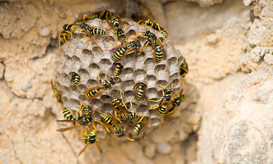 Wasp Nest Removal