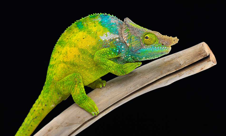 Reptile and Exotic Pet Supplies