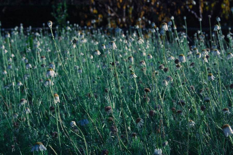 Find a Gardener in London | Local, Verified Professionals